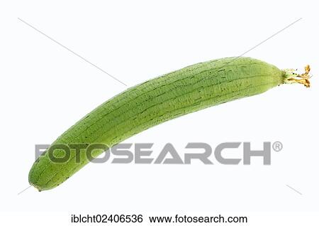 Stock Photograph - "Dishrag Gourd, Vegetable-sponge or Smooth Loofah (Luffa aegyptiaca, Luffa cylindrica), fruit". Fotosearch