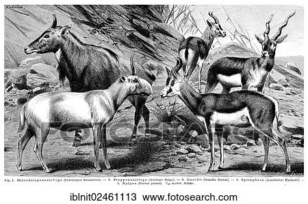 "Display chart, Antelopes I, illustration, Meyers Konversations-Lexikon encyclopedia, 1897" View Large Photo Image Stock Image - "Display chart, Antelopes I, illustration, Meyers Konversations-Lexikon encyclopedia, 1897". Fotosearch