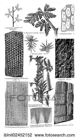 "Display chart, coal flora II, illustration, Meyers Konversations-Lexikon encyclopedia, 1897" View Large Photo Image Stock Image - "Display chart, coal flora II, illustration, Meyers Konversations-Lexikon encyclopedia, 1897". Fotosearch