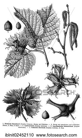"Display chart, Common Hazel, illustration, Meyers Konversations-Lexikon encyclopedia, 1897" View Large Photo Image Stock Image - "Display chart, Common Hazel, illustration, Meyers Konversations-Lexikon encyclopedia, 1897". Fotosearch