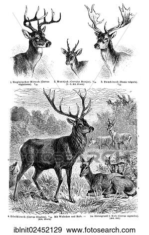 "Display chart, Deer I, illustration, Meyers Konversations-Lexikon encyclopedia, 1897" View Large Photo Image Stock Photo - "Display chart, Deer I, illustration, Meyers Konversations-Lexikon encyclopedia, 1897". Fotosearch