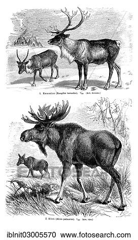 Stock Image - "Display chart, Deer II, illustration from Meyers Konversations-Lexikon encyclopaedia, 1897". Fotosearch