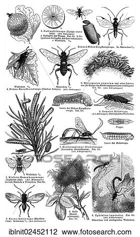 "Display chart, Hymenoptera I, illustration, Meyers Konversations-Lexikon encyclopedia, 1897" View Large Photo Image Stock Image - "Display chart, Hymenoptera I, illustration, Meyers Konversations-Lexikon encyclopedia, 1897". Fotosearch