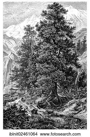 Picture - "Display chart I, Swiss Pine or Arolla Pine (Pinus Cembra L. ), illustration, Meyers Konversations-Lexikon encyclopedia, 1897". Fotosearch