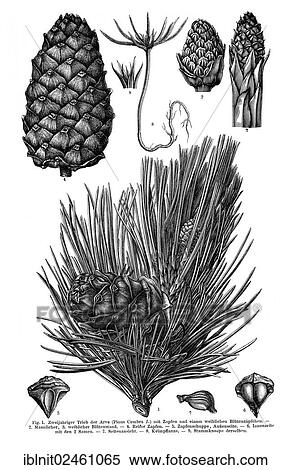 "Display chart II, Swiss Pine or Arolla Pine (Pinus Cembra L. ), illustration, Meyers Konversations-Lexikon encyclopedia, 1897" View Large Photo Image Stock Photography - "Display chart II, Swiss Pine or Arolla Pine (Pinus Cembra L. ), illustration, Meyers Konversations-Lexikon encyclopedia, 1897". Fotosearch