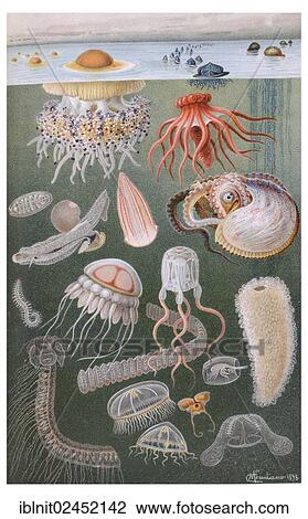 "Display chart, Marine Fauna I, illustration, Meyers Konversations-Lexikon encyclopedia, 1897" View Large Photo Image Stock Image - "Display chart, Marine Fauna I, illustration, Meyers Konversations-Lexikon encyclopedia, 1897". Fotosearch