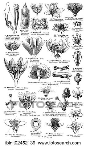 "Display chart of Plant Systematics II, Meyers Konversations-Lexikon encyclopedia, 1897" View Large Photo Image Stock Photo - "Display chart of Plant Systematics II, Meyers Konversations-Lexikon encyclopedia, 1897". Fotosearch