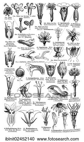 "Display chart of Plant Systematics IV, illustration, Meyers Konversations-Lexikon encyclopedia, 1897" View Large Photo Image Stock Image - "Display chart of Plant Systematics IV, illustration, Meyers Konversations-Lexikon encyclopedia, 1897". Fotosearch