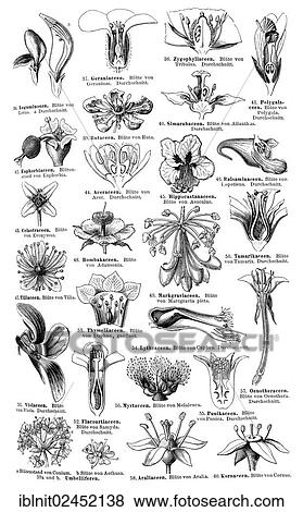 "Display chart of Plant Systematics III, Meyers Konversations-Lexikon encyclopedia, 1897" View Large Photo Image Stock Photo - "Display chart of Plant Systematics III, Meyers Konversations-Lexikon encyclopedia, 1897". Fotosearch