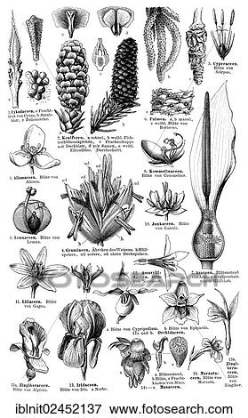 "Display chart, Plant Systematics I, illustration, Meyers Konversations-Lexikon encyclopedia, 1897" View Large Photo Image Stock Photo - "Display chart, Plant Systematics I, illustration, Meyers Konversations-Lexikon encyclopedia, 1897". Fotosearch