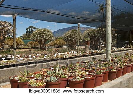 "Display of succulent plants for sale in the world's largest succulent nursery """"Kokerboom"""", Vanrhynsdorp, Vanrhynsdorp, South Africa, Africa" View Large Photo Image Stock Photography - "Display of succulent plants for sale in the world's largest succulent nursery """"Kokerboom"""", Vanrhynsdorp, Vanrhynsdorp, South Africa, Africa". Fotosearch