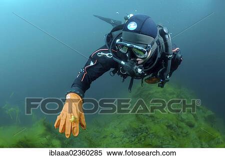 "Diver and Amphipod (Acanthogammarus victorii), Lake Baikal, Siberia, Russian Federation, Eurasia" View Large Photo Image Stock Photography - "Diver and Amphipod (Acanthogammarus victorii), Lake Baikal, Siberia, Russian Federation, Eurasia". Fotosearch