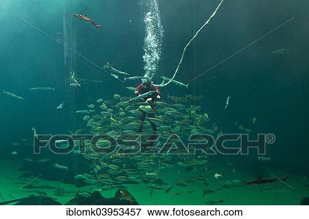 "Diver and school of fish during feeding, Nordsoen Oceanarium, Hirtshals, North Jutland, Denmark, Europe" View Large Photo Image Stock Photo - "Diver and school of fish during feeding, Nordsoen Oceanarium, Hirtshals, North Jutland, Denmark, Europe". Fotosearch
