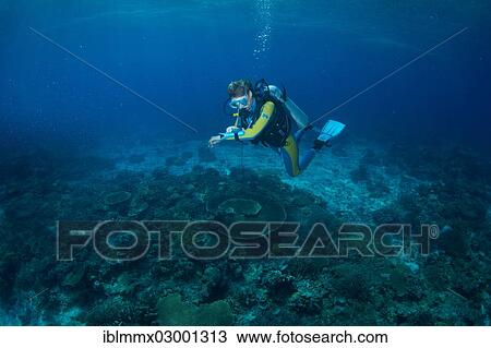 "Diver at a coral reef checking his depth gauge, South China Sea, Mulaong, -, Mimaropa, Philippines, Asia" View Large Photo Image Stock Image - "Diver at a coral reef checking his depth gauge, South China Sea, Mulaong, -, Mimaropa, Philippines, Asia". Fotosearch