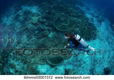 "Diver at a coral reef, South China Sea, Mulaong, -, Mimaropa, Philippines, Asia" View Large Photo Image Stock Image - "Diver at a coral reef, South China Sea, Mulaong, -, Mimaropa, Philippines, Asia". Fotosearch