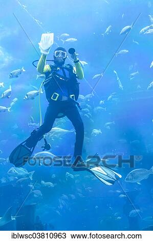 "Diver cleans the glass surface in the aquarium, Atlantis legend theme park The Lost Chambers, Atlantis Dubai, The Palm Jumeirah, Dubai, United Arab Emirates, Asia" View Large Photo Image Stock Image - "Diver cleans the glass surface in the aquarium, Atlantis legend theme park The Lost Chambers, Atlantis Dubai, The Palm Jumeirah, Dubai, United Arab Emirates, Asia". Fotosearch