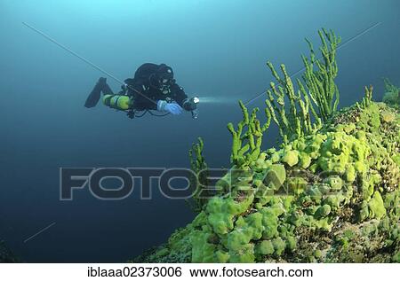 "Diver & Demosponge (Lubomirskia baicalensis), Lake Baikal, Siberia, the Russian Federation, Eurasia. " View Large Photo Image Stock Photograph - "Diver & Demosponge (Lubomirskia baicalensis), Lake Baikal, Siberia, the Russian Federation, Eurasia. ". Fotosearch