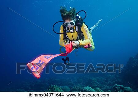 "Diver going up, with a safety buoy, Indian Ocean" View Large Photo Image Picture - "Diver going up, with a safety buoy, Indian Ocean". Fotosearch