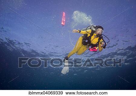 Stock Photo - "Diver going up, with a safety buoy, Indian Ocean". Fotosearch