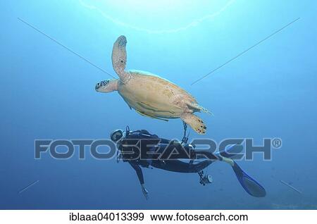 "Diver looking at a Green Sea Turtle (Chelonia mydas) Bohol Sea, Philippines, Southeast Asia, Asia" View Large Photo Image Stock Photo - "Diver looking at a Green Sea Turtle (Chelonia mydas) Bohol Sea, Philippines, Southeast Asia, Asia". Fotosearch