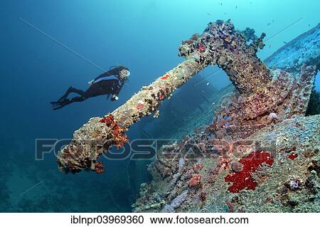 "Diver looking at a heavy machine gun, shipwreck of the SS Thistlegorm, Red Sea, Shaab Ali, Sinai Peninsula, Egypt, Africa" View Large Photo Image Stock Image - "Diver looking at a heavy machine gun, shipwreck of the SS Thistlegorm, Red Sea, Shaab Ali, Sinai Peninsula, Egypt, Africa". Fotosearch