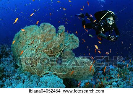 "Diver looking at a Purple Gorgonian Seafan (Gorgonia flabellum), Red Sea, Egypt, Africa" View Large Photo Image Picture - "Diver looking at a Purple Gorgonian Seafan (Gorgonia flabellum), Red Sea, Egypt, Africa". Fotosearch