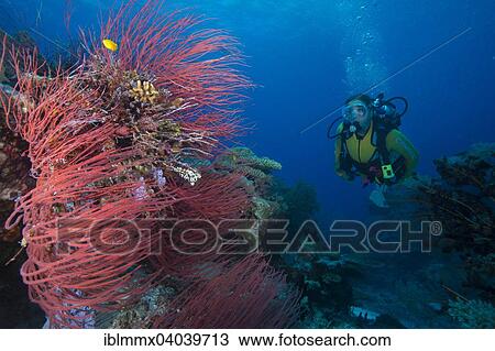 "Diver looking at a Red Sea Whip (Ellisella ceratophyta), Palau, Oceania" View Large Photo Image Stock Image - "Diver looking at a Red Sea Whip (Ellisella ceratophyta), Palau, Oceania". Fotosearch