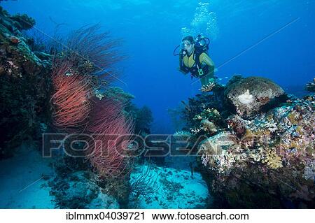 "Diver looking at a Red Sea Whip (Ellisella ceratophyta), Palau, Oceania" View Large Photo Image Stock Image - "Diver looking at a Red Sea Whip (Ellisella ceratophyta), Palau, Oceania". Fotosearch