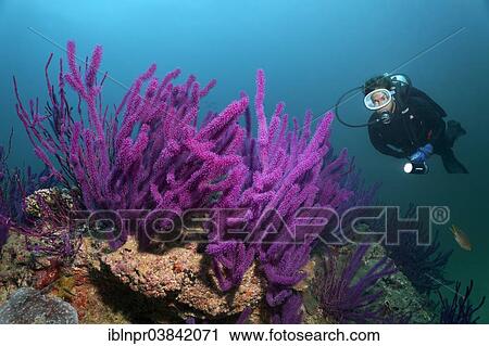 Stock Image - "Diver looking at Red sea whips (Ellisella sp. ), Dimaniyat Islands nature reserve, Al Batinah region, Oman, Asia". Fotosearch