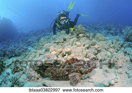 "Diver looking at Tassled Scorpionfish (Scorpaenopsis oxycephala), Red Sea, Egypt, Africa" View Large Photo Image Stock Photo - "Diver looking at Tassled Scorpionfish (Scorpaenopsis oxycephala), Red Sea, Egypt, Africa". Fotosearch