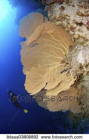 Stock Image - "Diver looking at Venus Fan (Gorgonia flabellum), Red Sea, Egypt, Africa". Fotosearch