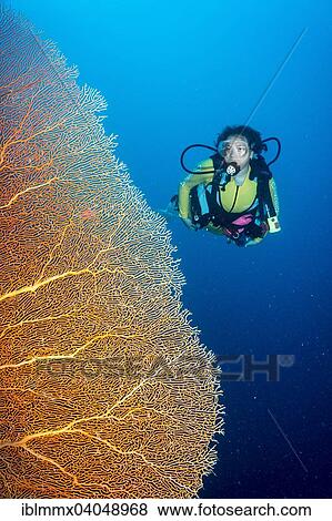 "Diver next to a giant fan coral (Annella mollis), Palau, Oceania" View Large Photo Image Stock Photo - "Diver next to a giant fan coral (Annella mollis), Palau, Oceania". Fotosearch