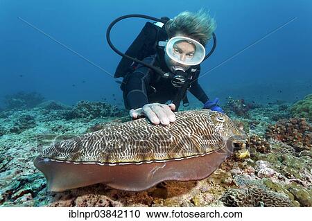 "Diver touching a Broadclub Cuttlefish (Sepia latimanus), Dimaniyat Islands nature reserve, Al Batinah region, Oman, Asia" View Large Photo Image Stock Image - "Diver touching a Broadclub Cuttlefish (Sepia latimanus), Dimaniyat Islands nature reserve, Al Batinah region, Oman, Asia". Fotosearch