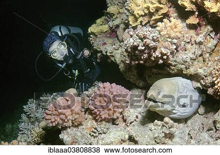 Stock Photo - "Diver watching a Giant Moray (Gymnothorax javanicus) during night diving, Red Sea, Egypt, Africa". Fotosearch