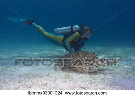 "Diver watching a Green Sea Turtle (Chelonia mydas), Busuanga, Philippines, Asia" View Large Photo Image Picture - "Diver watching a Green Sea Turtle (Chelonia mydas), Busuanga, Philippines, Asia". Fotosearch
