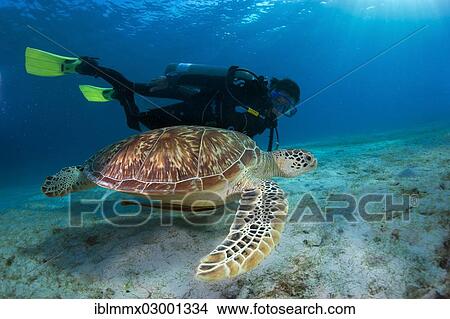 "Diver watching a Green Sea Turtle (Chelonia mydas), Busuanga, Philippines, Asia" View Large Photo Image Picture - "Diver watching a Green Sea Turtle (Chelonia mydas), Busuanga, Philippines, Asia". Fotosearch