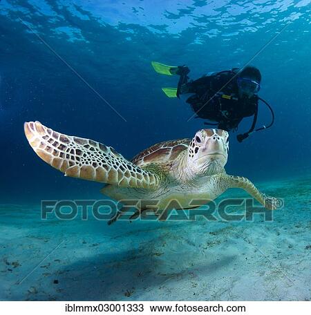 "Diver watching a Green Sea Turtle (Chelonia mydas), Busuanga, Philippines, Asia" View Large Photo Image Stock Image - "Diver watching a Green Sea Turtle (Chelonia mydas), Busuanga, Philippines, Asia". Fotosearch