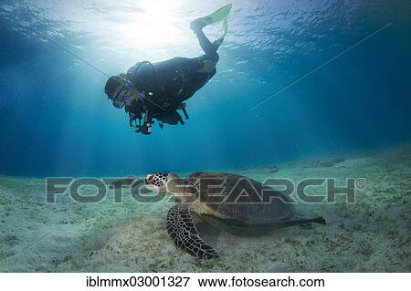 Stock Photo - "Diver watching a Green Sea Turtle (Chelonia mydas), Busuanga, Philippines, Asia". Fotosearch
