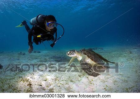 "Diver watching a Green Sea Turtle (Chelonia mydas), Busuanga, Philippines, Asia" View Large Photo Image Stock Photo - "Diver watching a Green Sea Turtle (Chelonia mydas), Busuanga, Philippines, Asia". Fotosearch