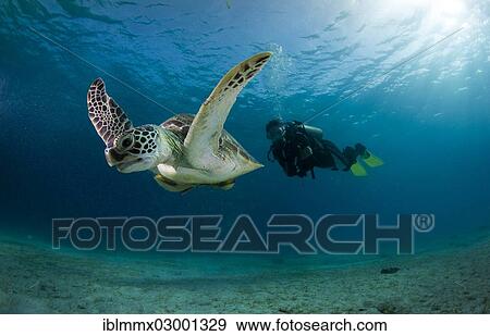 "Diver watching a Green Sea Turtle (Chelonia mydas), Busuanga, Philippines, Asia" View Large Photo Image Stock Photo - "Diver watching a Green Sea Turtle (Chelonia mydas), Busuanga, Philippines, Asia". Fotosearch