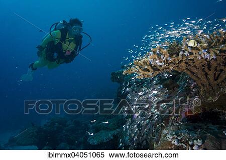 "Diver watching a school of Pigmy Sweepers (Parapriacanthus ransonneti), Palau, Oceania" View Large Photo Image Stock Photography - "Diver watching a school of Pigmy Sweepers (Parapriacanthus ransonneti), Palau, Oceania". Fotosearch