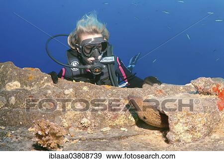 "Diver watching a Yellow-Edged Moray (Gymnothorax flavimarginatus) at the shipwreck """"SS Thistlegorm"""", Red Sea, Egypt, Africa" View Large Photo Image Stock Photo - "Diver watching a Yellow-Edged Moray (Gymnothorax flavimarginatus) at the shipwreck """"SS Thistlegorm"""", Red Sea, Egypt, Africa". Fotosearch