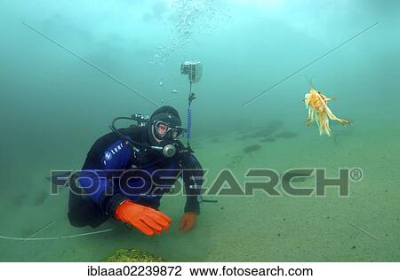 "Diver watching Amphipod (Acanthogammarus victorii), Lake Baikal, Olkhon island, Siberia, Russia, Eurasia, Europe" View Large Photo Image Stock Image - "Diver watching Amphipod (Acanthogammarus victorii), Lake Baikal, Olkhon island, Siberia, Russia, Eurasia, Europe". Fotosearch