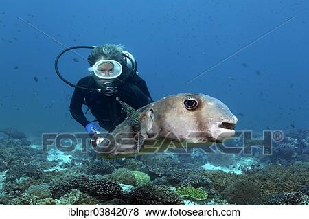 "Diver watching Spotfin burrfish (Chilomycterus reticulatus) over a coral reef, Dimaniyat Islands nature reserve, Al Batinah region, Oman, Asia" View Large Photo Image Stock Photo - "Diver watching Spotfin burrfish (Chilomycterus reticulatus) over a coral reef, Dimaniyat Islands nature reserve, Al Batinah region, Oman, Asia". Fotosearch