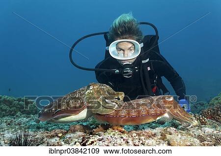 "Diver watching two Broadclub Cuttlefish (Sepia latimanus), Dimaniyat Islands nature reserve, Al Batinah region, Oman, Asia" View Large Photo Image Stock Photo - "Diver watching two Broadclub Cuttlefish (Sepia latimanus), Dimaniyat Islands nature reserve, Al Batinah region, Oman, Asia". Fotosearch