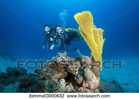 "Divers at a coral reef, Mimaropa, Mulaong, South China Sea, Philippines, Asia, Minuit, -, Philippines, Asia" View Large Photo Image Stock Image - "Divers at a coral reef, Mimaropa, Mulaong, South China Sea, Philippines, Asia, Minuit, -, Philippines, Asia". Fotosearch