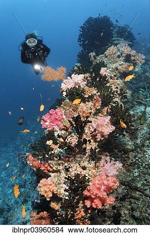 "Divers looking at coral reef with Dendronephthya klunzingeri soft coral (Dendronephthya klunzingeri) on coral reef, Embudu channel, Indian Ocean, Tilla, South Male Atoll, Maldives, Asia" View Large Photo Image Picture - "Divers looking at coral reef with Dendronephthya klunzingeri soft coral (Dendronephthya klunzingeri) on coral reef, Embudu channel, Indian Ocean, Tilla, South Male Atoll, Maldives, Asia". Fotosearch