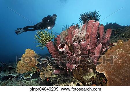 Stock Photo - "Divers looking at coral reef with various Sea lilies (Crinoidea) and red tube sponge (Cripbrochalina olemda), Great Barrier Reef, Pacific, Australia, Oceania". Fotosearch