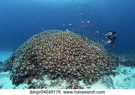 "Divers looking at large Dome Coral (Porites nodifera), Great Barrier Reef, Pacific, Australia, Oceania" View Large Photo Image Stock Photograph - "Divers looking at large Dome Coral (Porites nodifera), Great Barrier Reef, Pacific, Australia, Oceania". Fotosearch