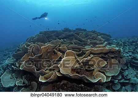 "Divers looking at lettuce coral (Turbinaria mesenterina), Great Barrier Reef, Pacific, Australia, Oceania" View Large Photo Image Stock Image - "Divers looking at lettuce coral (Turbinaria mesenterina), Great Barrier Reef, Pacific, Australia, Oceania". Fotosearch